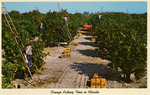 [1960] Orange Picking Time In Florida