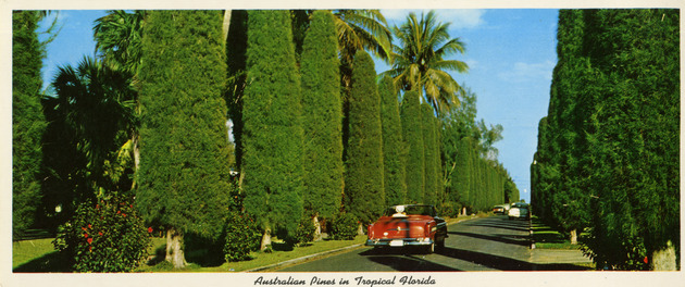 Australian Pines in Tropical Florida - 