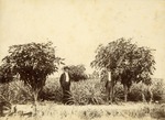 [1900/1905] Two men standing in pineapple field with mango trees in Boynton Beach, Florida, c. 1903
