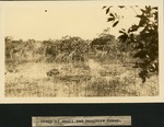[1934-12] Group of Small Red Mangrove Trees