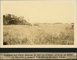 [1934-12] Sawgrass and Other Grasses