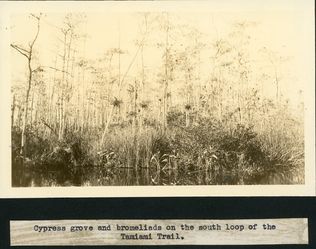 Cypress grove and Bromeliads