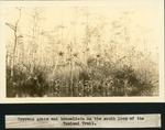 [1934-12] Cypress grove and Bromeliads