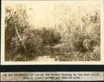 [1934-12] Headwaters and Jungle Growth