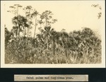 [1934-12] Sabal Palms and Caribbean Pine