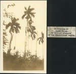 [1934-12] Silhouette of Royal Palms