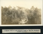 [1934-12] Wall of Red Mangrove Trees