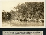 [1934-12] Oysters Growing on Red Mangrove Trees