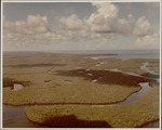 [1960/1970] Vast Mangrove Forest - Looking North