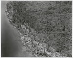 [1960/1970] Hurricane Impact on Mangrove Forest I
