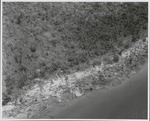 [1960/1970] Hurricane Impact on Mangrove Forest II