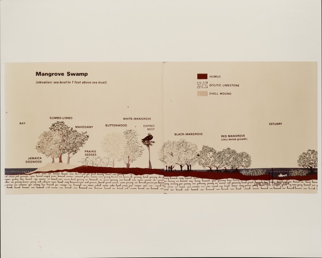 Mangrove Swamp Sketch - recto