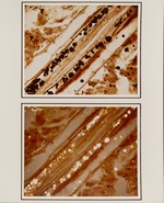 [1960/1970] Frambodial Pyrite  - Rhizophora Rootlet