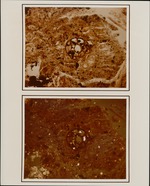 [1960/1970] Pyrite in Foram
