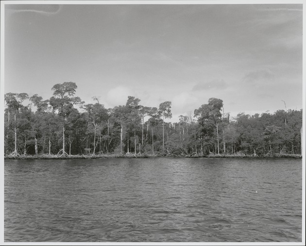 Transformation of the Mangrove Forest from this Marine Phase - recto