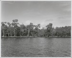 [1960/1970] Transformation of the Mangrove Forest from this Marine Phase