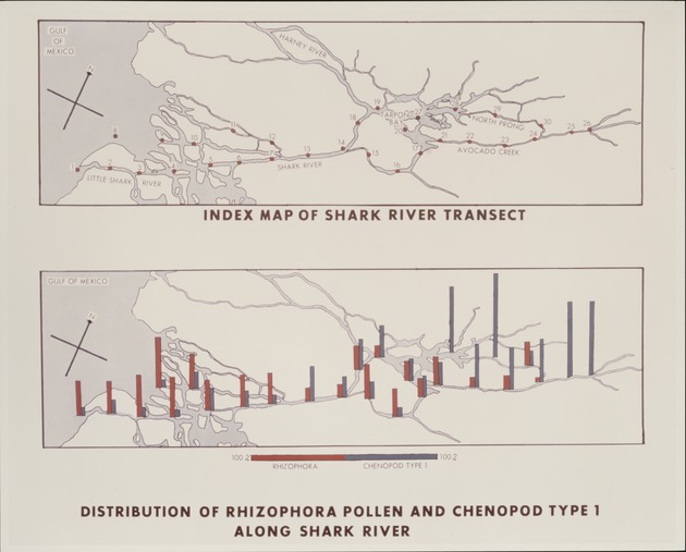 Shark River Sampling Site and Rhizophora vs Chenopod Pollen - recto