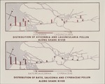 [1960/1970] Batis, Salicornia, & Cyperaceous Along Shark River