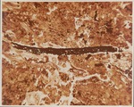Typical Mariscus Peat