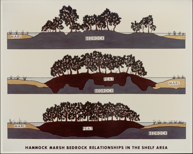 Hammock - Marsh - Bedrock Relationship - recto