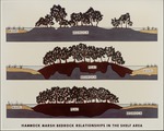 [1960-1970] Hammock - Marsh - Bedrock Relationship