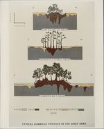 [1960-1970] Typical Hammock Profiles in Shelf Area