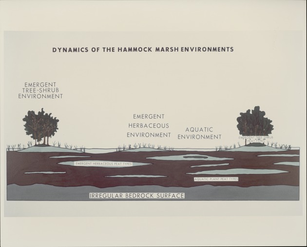 Dynamics of Hammock - Marsh Relationships - recto