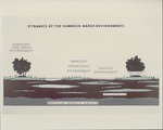 [1960-1970] Dynamics of Hammock - Marsh Relationships