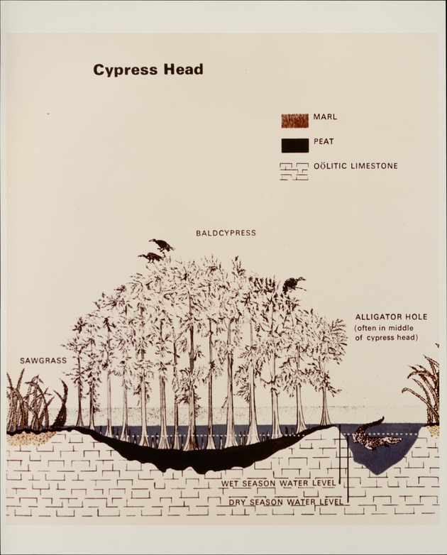 Cypress Head Sketch - recto