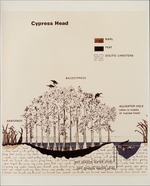 Cypress Head Sketch