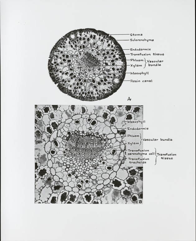 Pine Needle Anatomy - recto