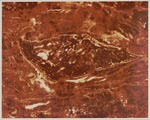 [1960-1970] Taxodium Leaf - Dakota Lignite