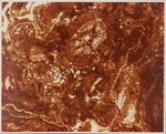 [1960-1970] Peatified & Lignitized Taxodium Leapt