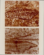 [1960-1970] Taxodium Leaf & Sponge