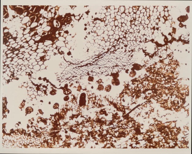 Fecal Pellets Paleozoic - recto