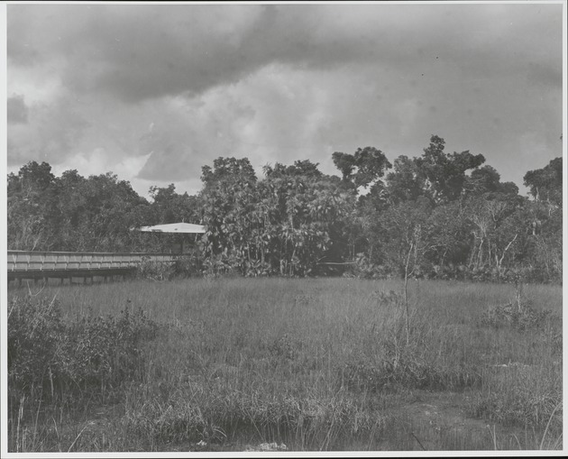 Mahogany Hammock 1954 - recto