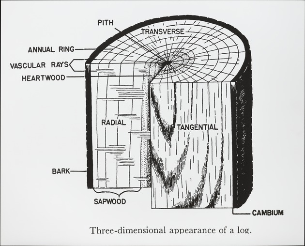 3 - Dimensional Appearance of a Log - recto