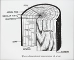 [1960/1970] 3 - Dimensional Appearance of a Log