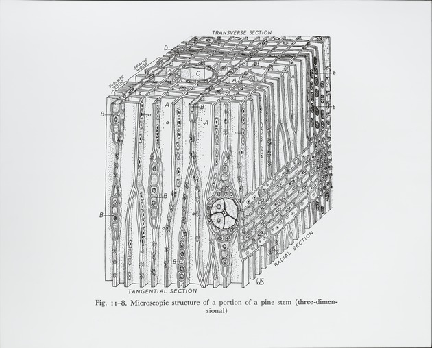 3 - Dimensional Appearance - Pine Stem - recto