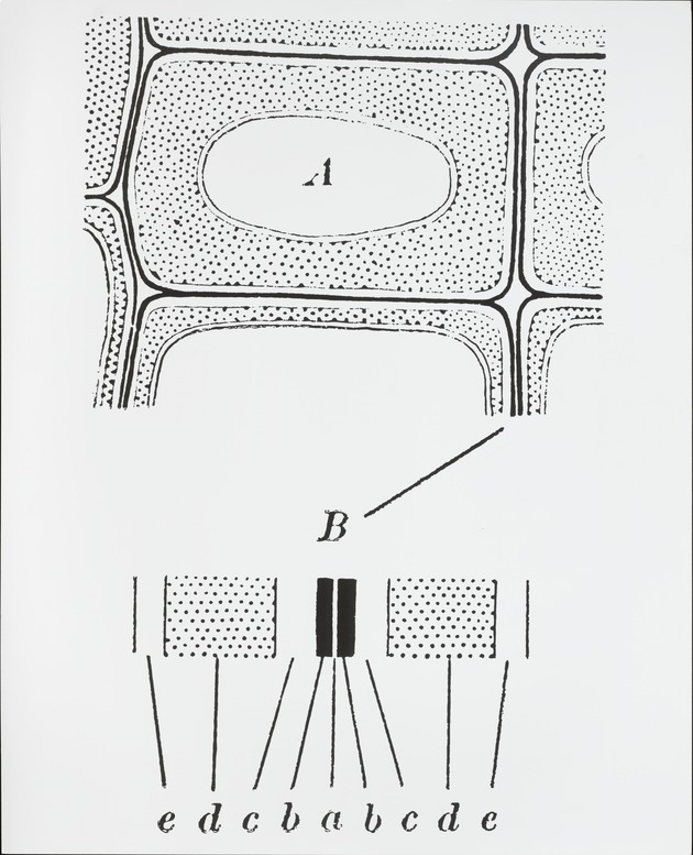 The Cell Wall I - recto