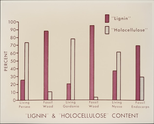 Cellulose - Holocellulose - Lignin Content - recto