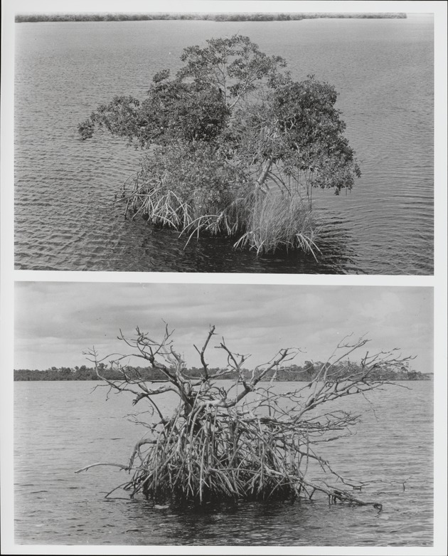 Island Destruction II ( Composite of 2) - recto