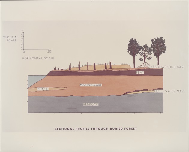Sectional Profile through Buried Forest - recto
