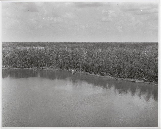 Aerial View of Harney River Mangrove Forest - recto