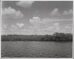 North Bank -Joe River Mangroves