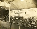 [1932] Pineapple culture display exhibit at the Palm Beach County Fair, 1932