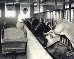 [1955/1960] Marcus Weaver feeding cows at Weaver Dairy Barn, Boynton Beach FL, c. 1950s