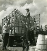 [1955/1965] Loading a truck with bushel baskets, c. 1960