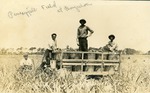 [1913/1917] Pineapple field at Boynton, c. 1915