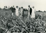 Pineapple field, c. 1927